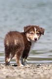 BERGER AUSTRALIEN PUPPIES 121